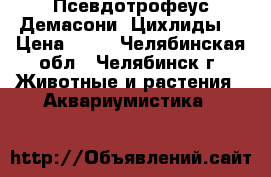 Псевдотрофеус Демасони “Цихлиды“ › Цена ­ 80 - Челябинская обл., Челябинск г. Животные и растения » Аквариумистика   